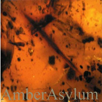 AMBER ASYLUM - Frozen in amber