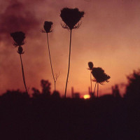 BARREN CANYON - A Virulent Stream