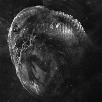 MADRE - Embryo