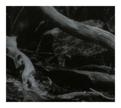 BARREN CANYON World of Wounds