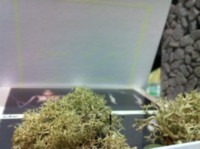 ECHOES OF YUL Cold Ground - BOX