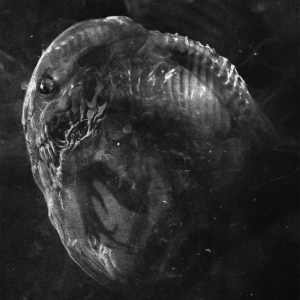 MADRE Embryo