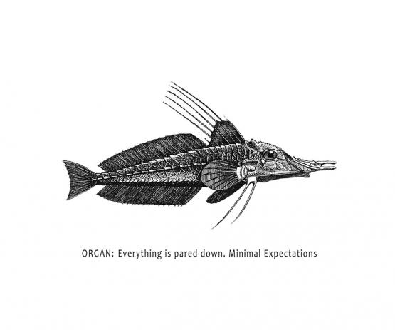 ORGAN Everything is pared down. Minimal expectations