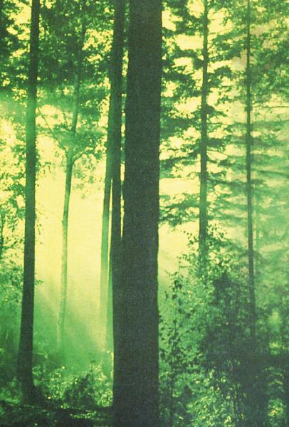 THY SERPENT Forest of Witchery