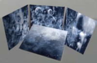 WOLVES IN THE THRONE ROOM Celestite